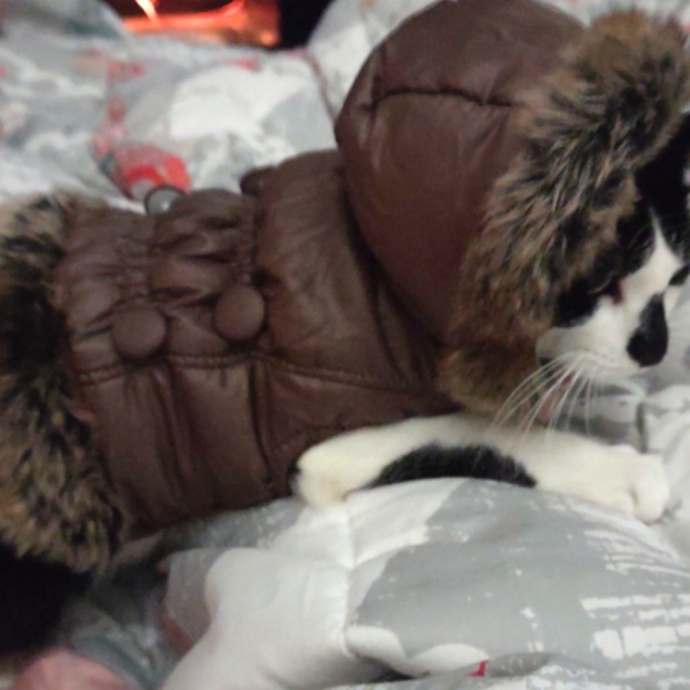 Small Cat/dog fuzzy coat
